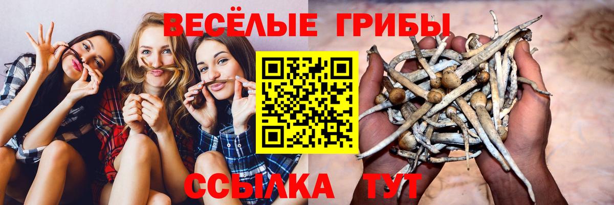 цена наркотик  Галлюциногенные грибы GOLDEN TEACHER  Вход с VPN  Чусовой  Псилоцибиновые грибы Psilocybine cubensis 